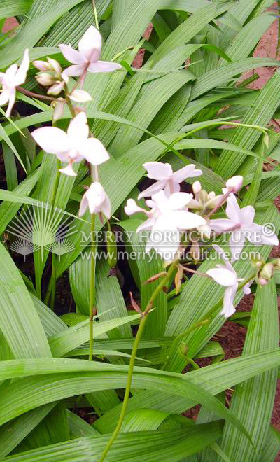 Spathoglottis plicata alba